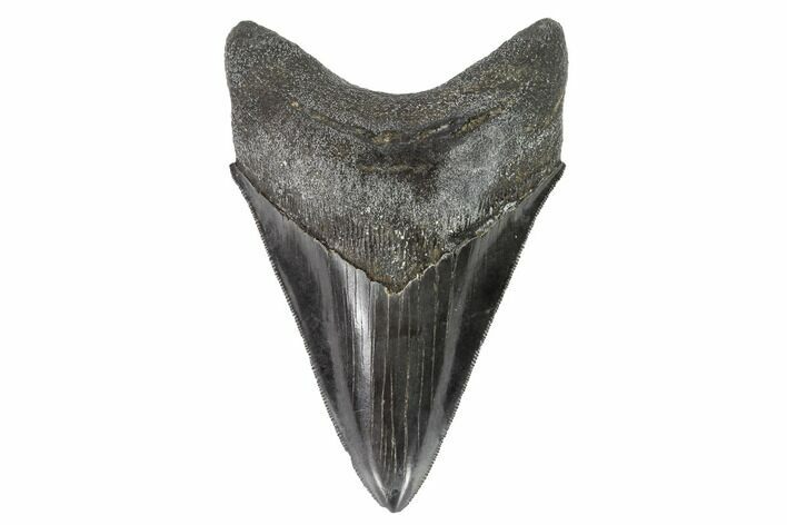 Serrated, Fossil Megalodon Tooth - Georgia #95494
